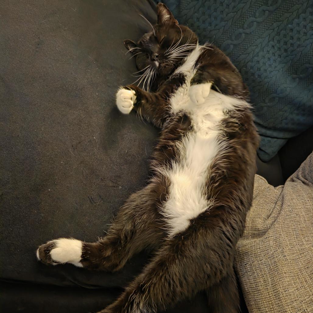 Enlarge Garth, a Adoptable Domestic Short Hair in Hinsdale, IL image 2/5