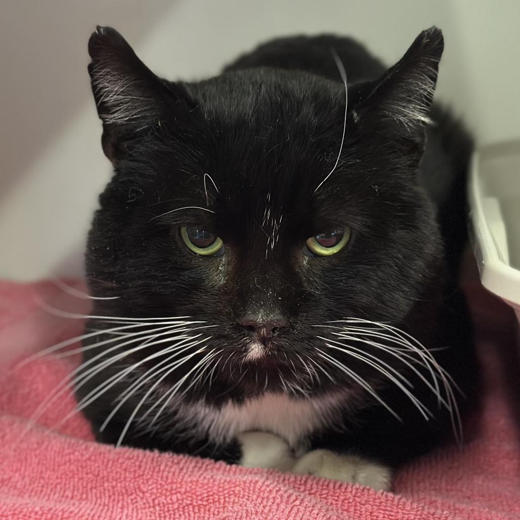 Enlarge Garth, a Adoptable Domestic Short Hair in Hinsdale, IL image 3/5