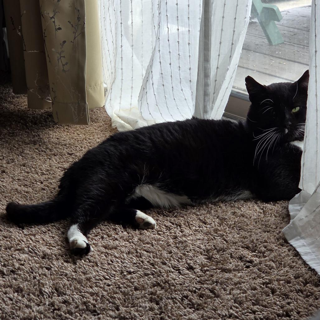 Enlarge Garth, a Adoptable Domestic Short Hair in Hinsdale, IL image 5/5