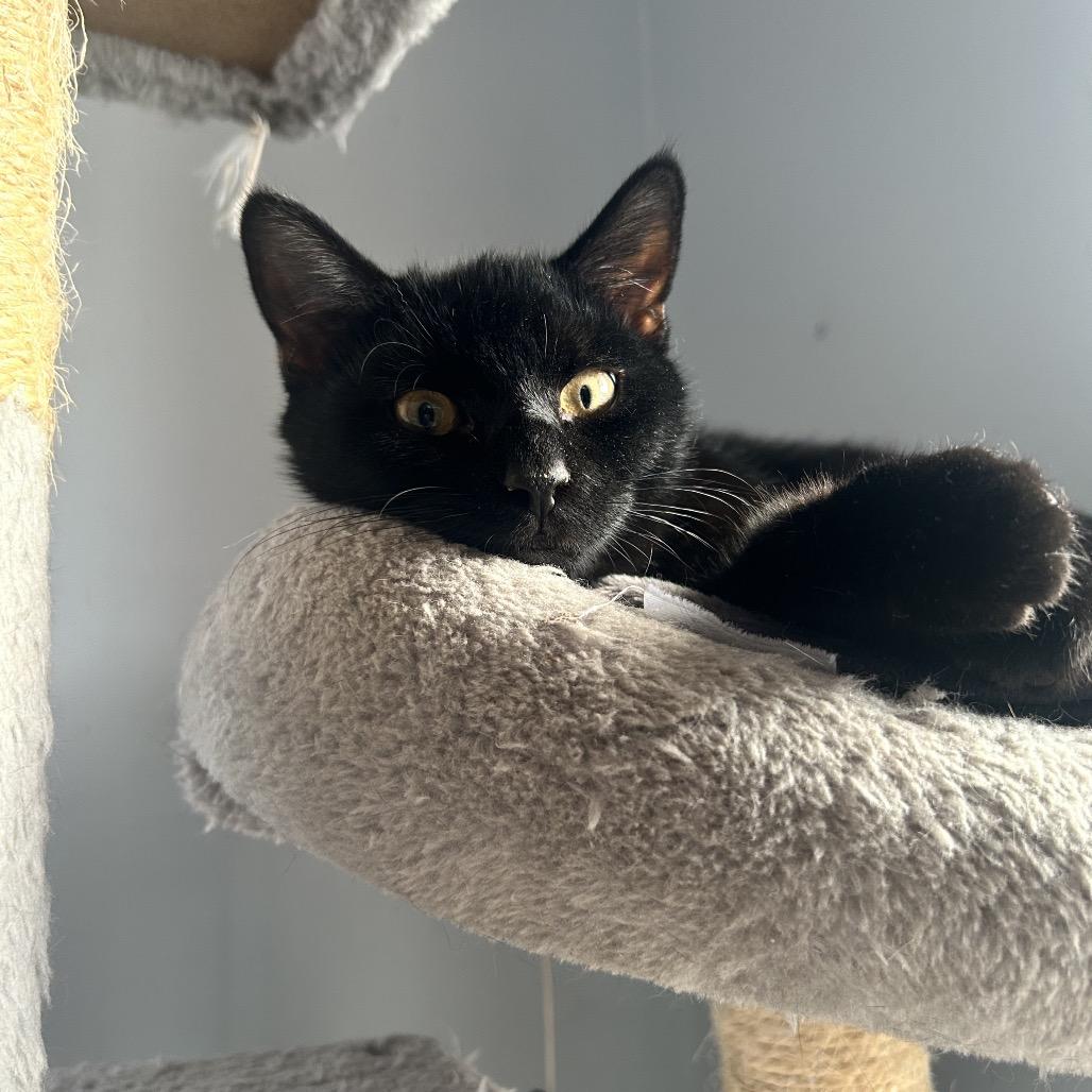 Sage (Hunters kitten)