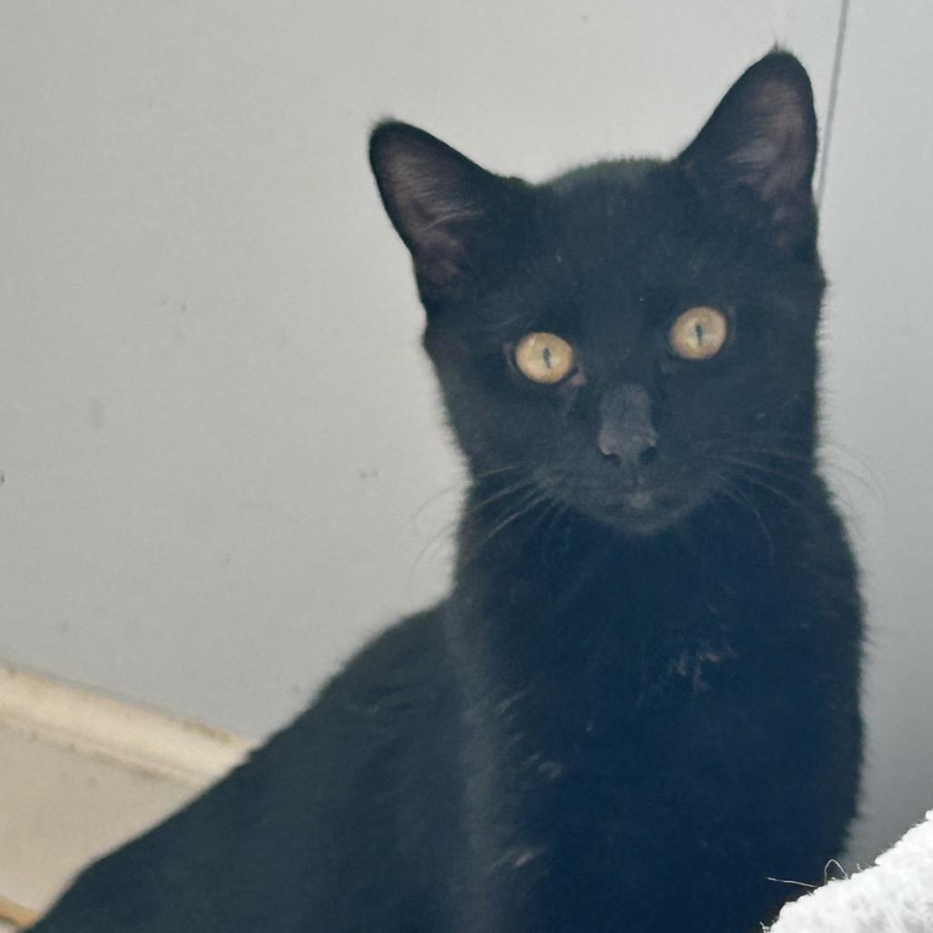 Sage (Hunters kitten) — thumbnail 2