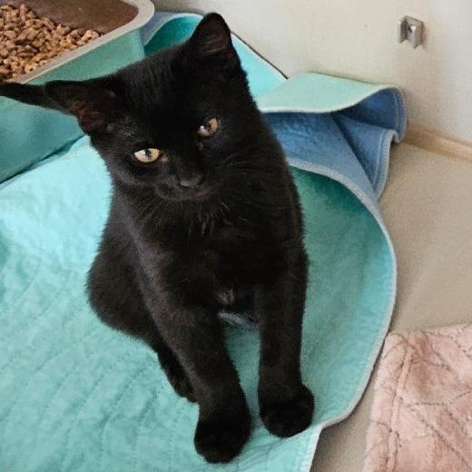 Sage (Hunters kitten) — thumbnail 4