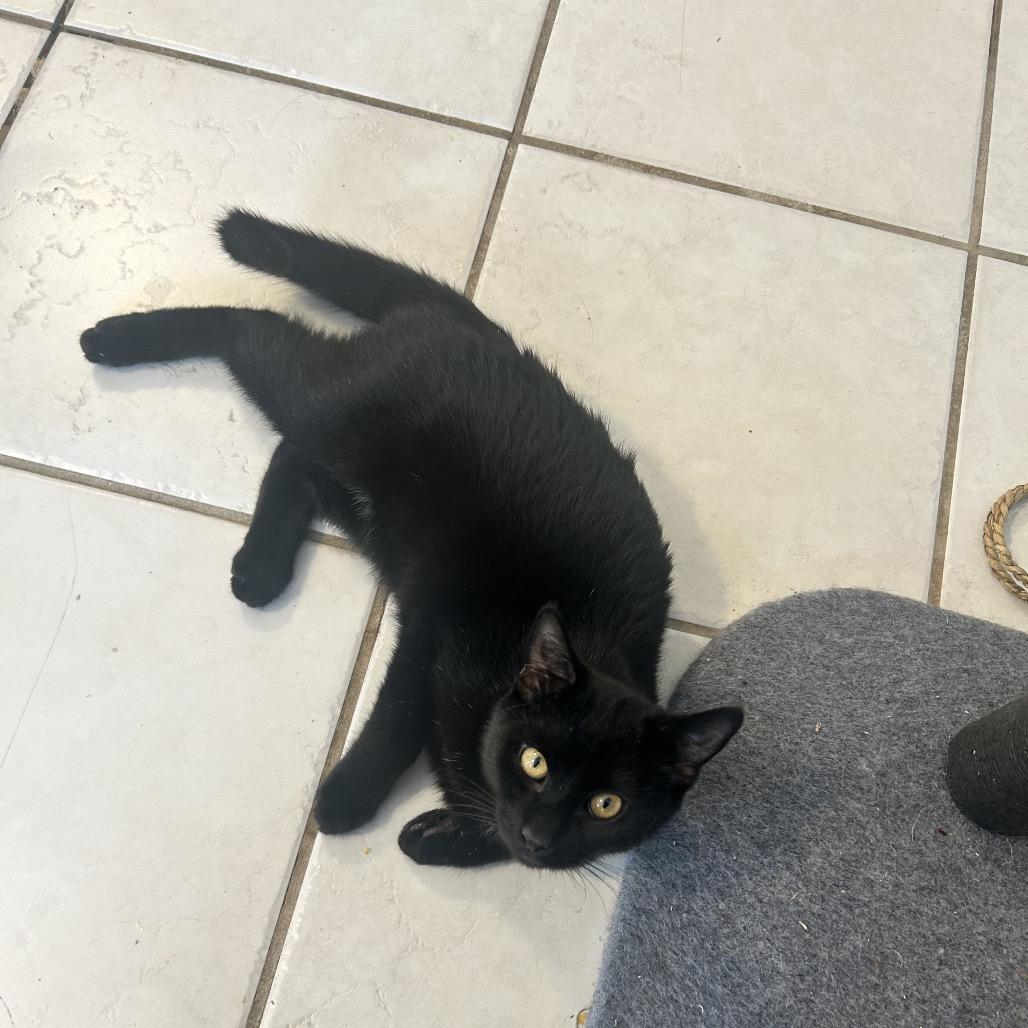 Sage (Hunters kitten) — thumbnail 6