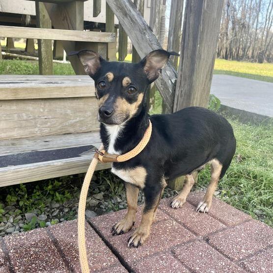 Cinnabar, Adoptable, Adult Female Chihuahua & Dachshund.