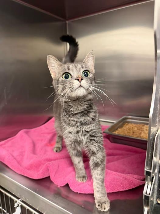 Katz, Adoptable, Young Female Domestic Short Hair.