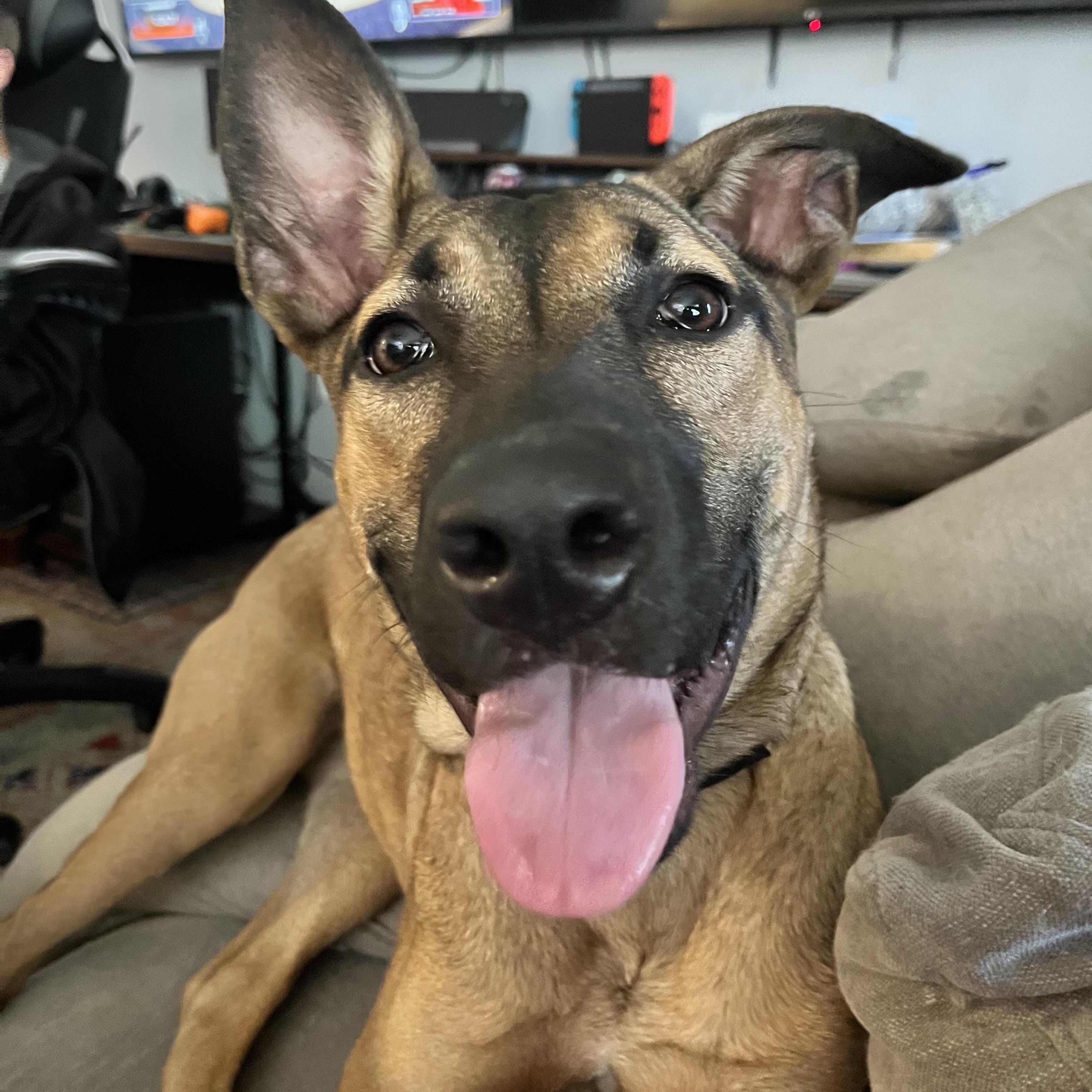 Ellie photo 5