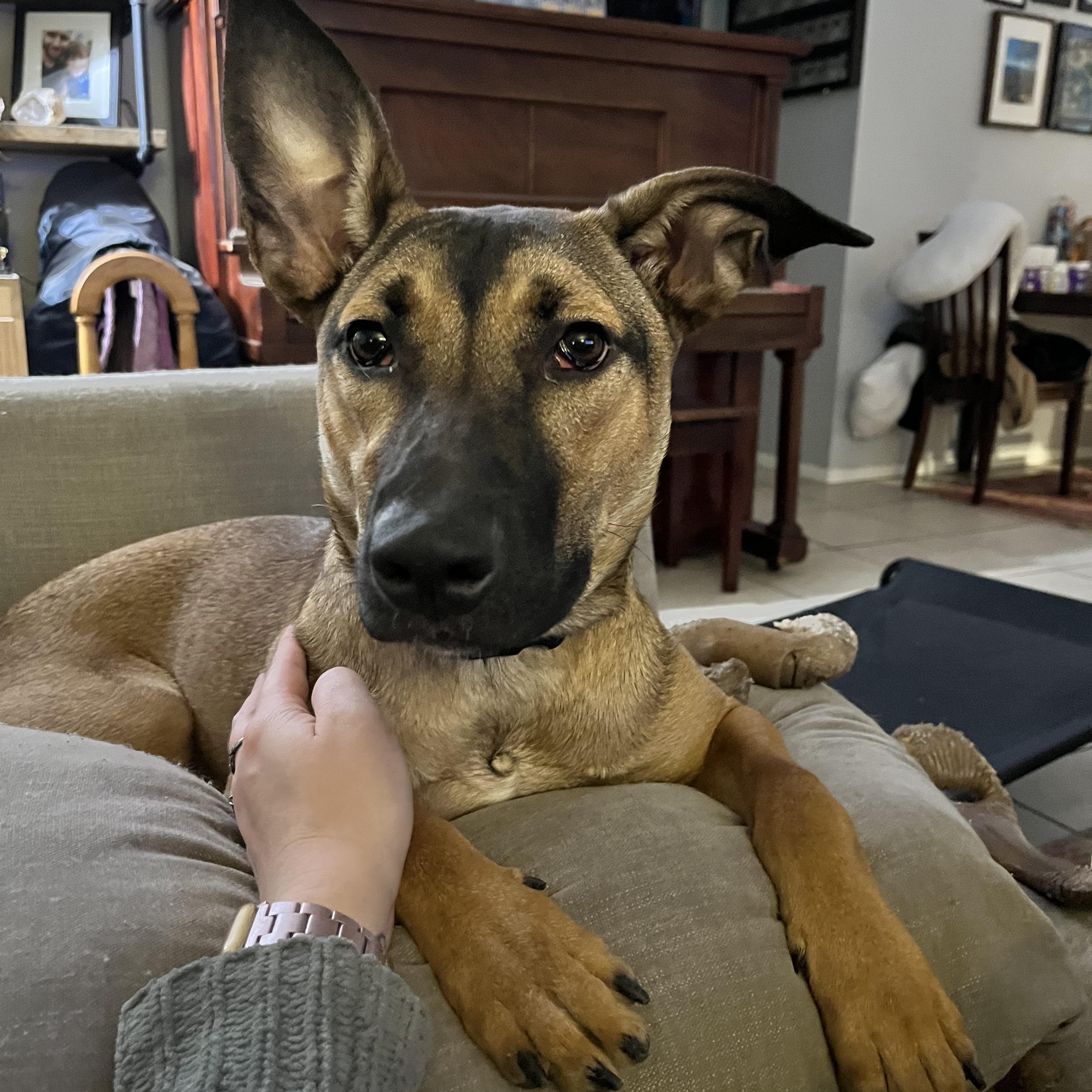 Ellie, Baby Female German Shepherd Dog