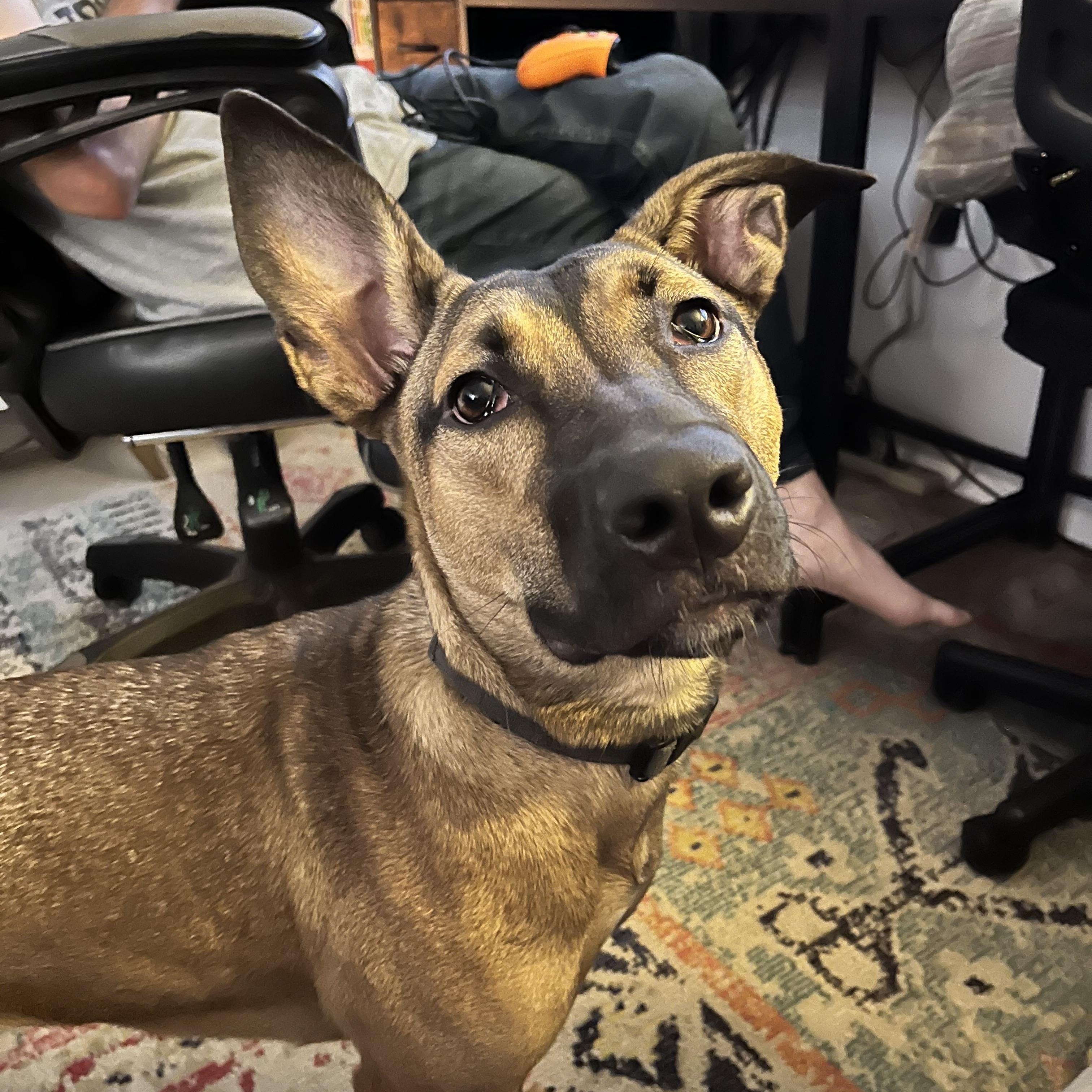 Ellie photo 2
