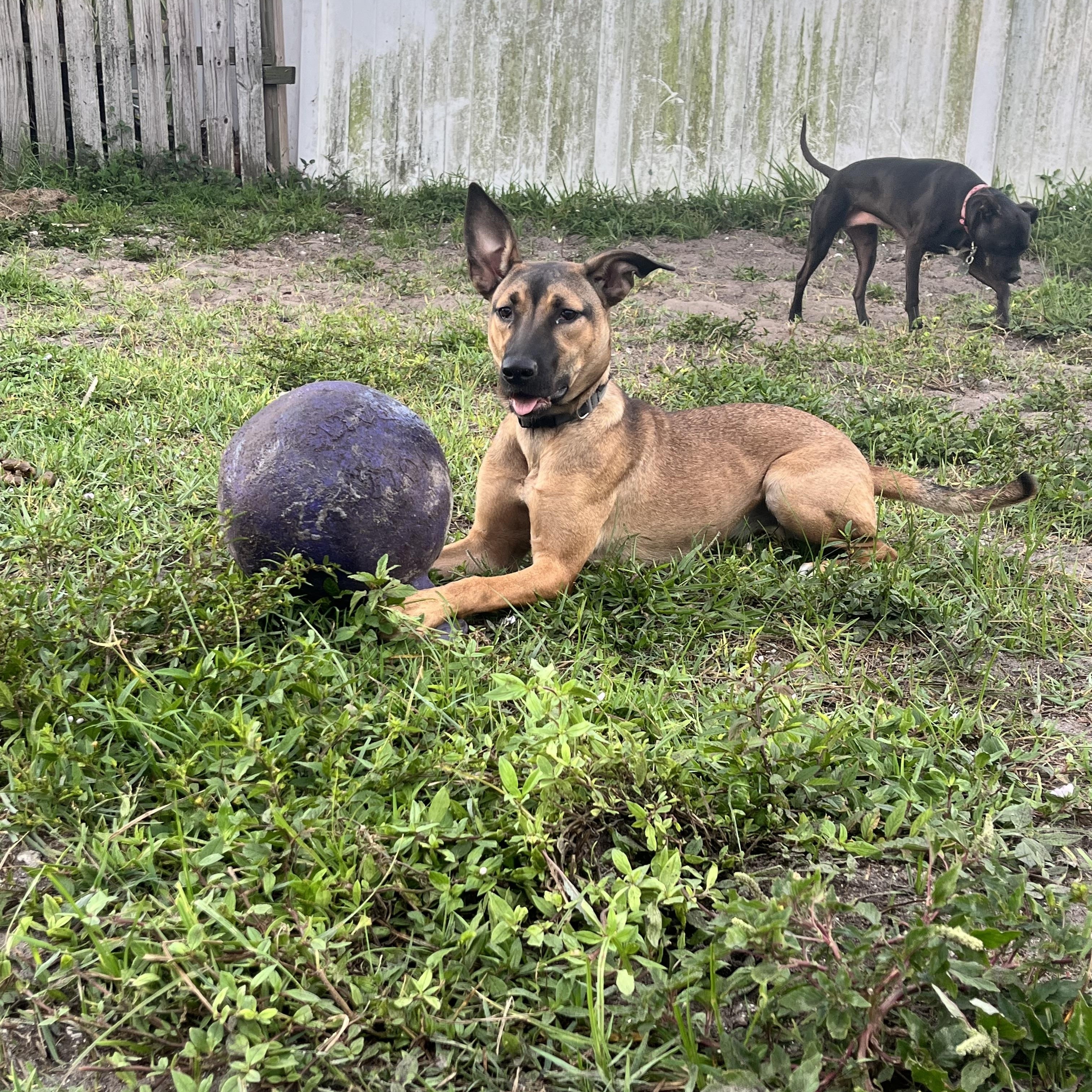 Ellie
