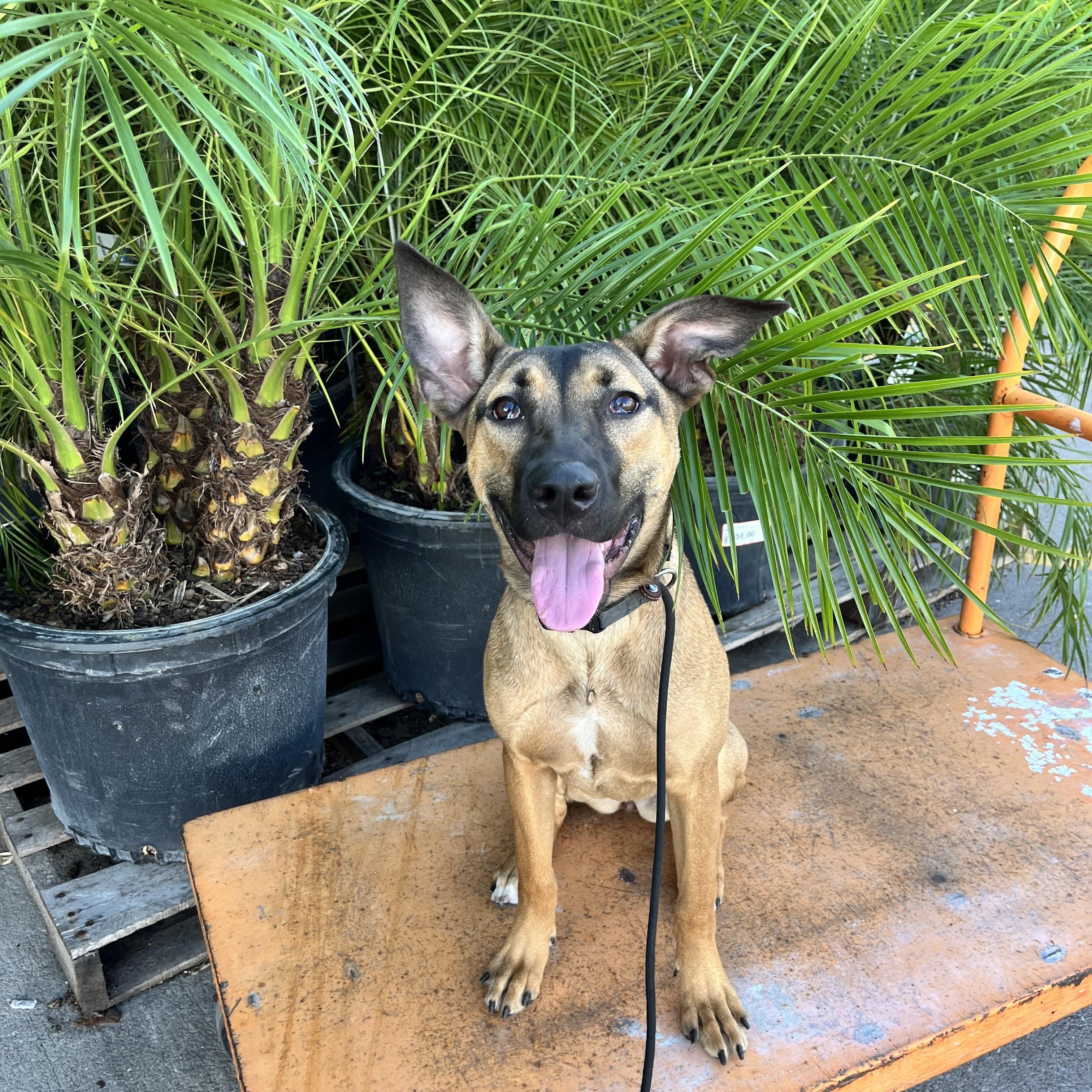 Ellie