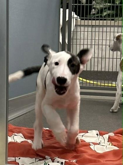 Snow White, Adoptable, Puppy Female Mixed Breed & Mixed Breed.