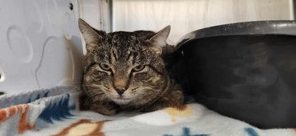 Enlarge Toddsworth, a ADOPTABLE mixed breed in Appleton, WI image 2/4