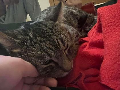 Enlarge Toddsworth, a ADOPTABLE mixed breed in Appleton, WI image 3/4