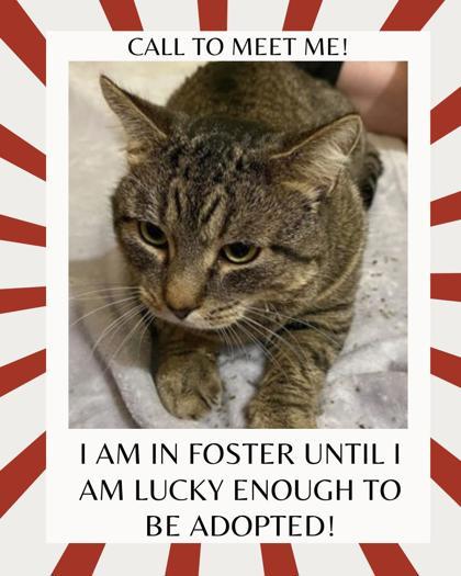 Toddsworth, ADOPTABLE, Young Male Domestic Short Hair.