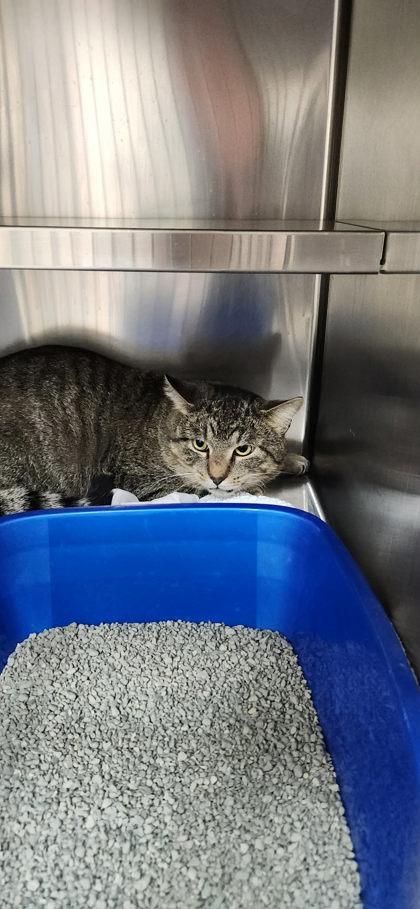 Enlarge Toddsworth, a ADOPTABLE mixed breed in Appleton, WI image 4/4