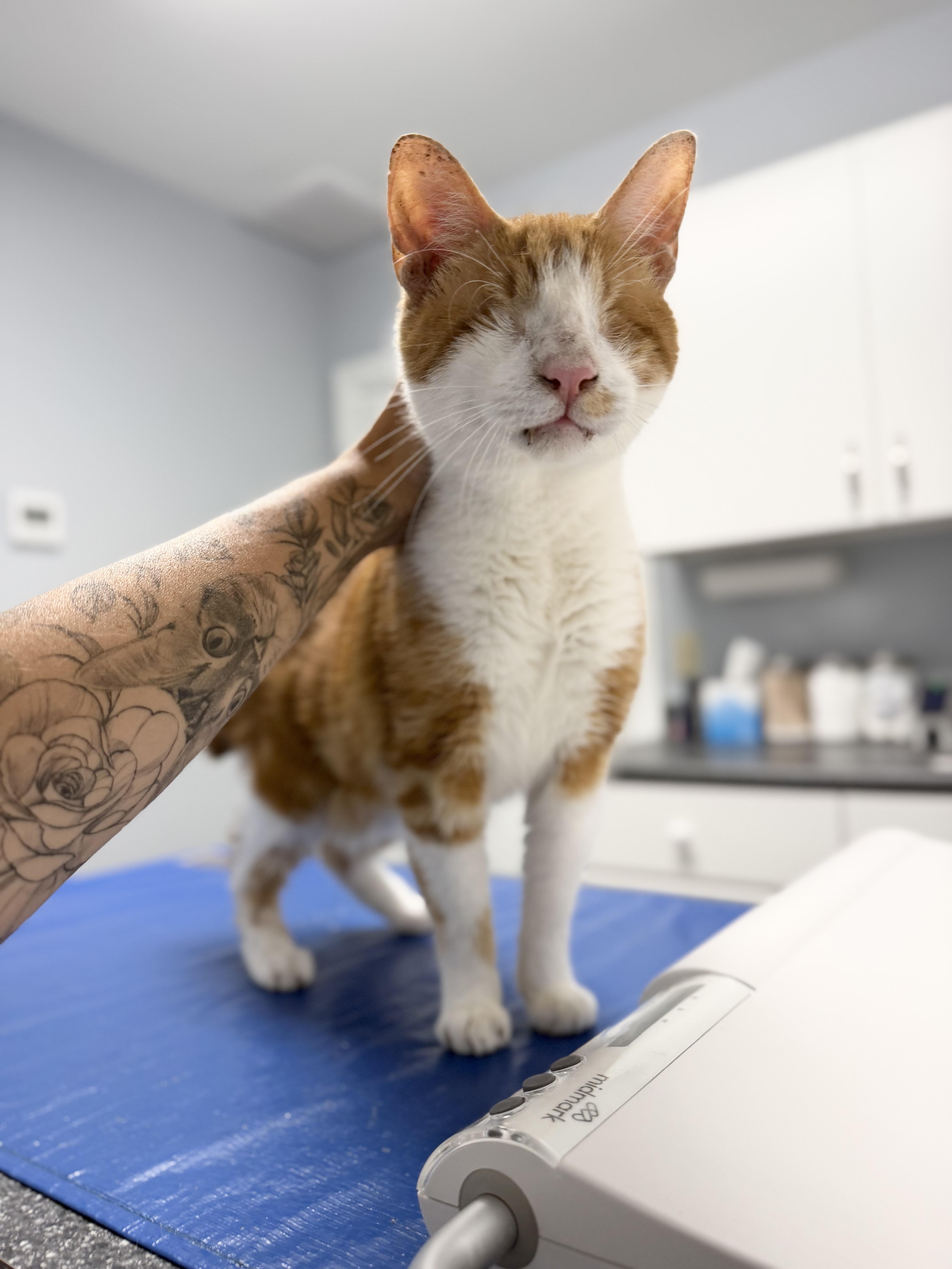 HAN, Adoptable, Adult Male American Bobtail & Domestic Short Hair.