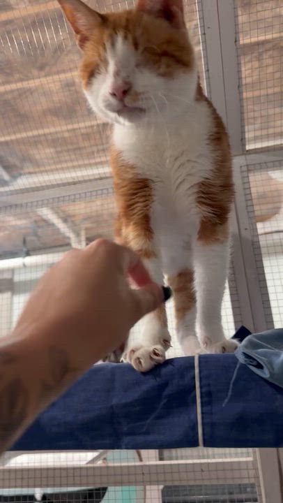 Enlarge HAN, a Adoptable mixed breed in Kennebunk , ME video 4/4