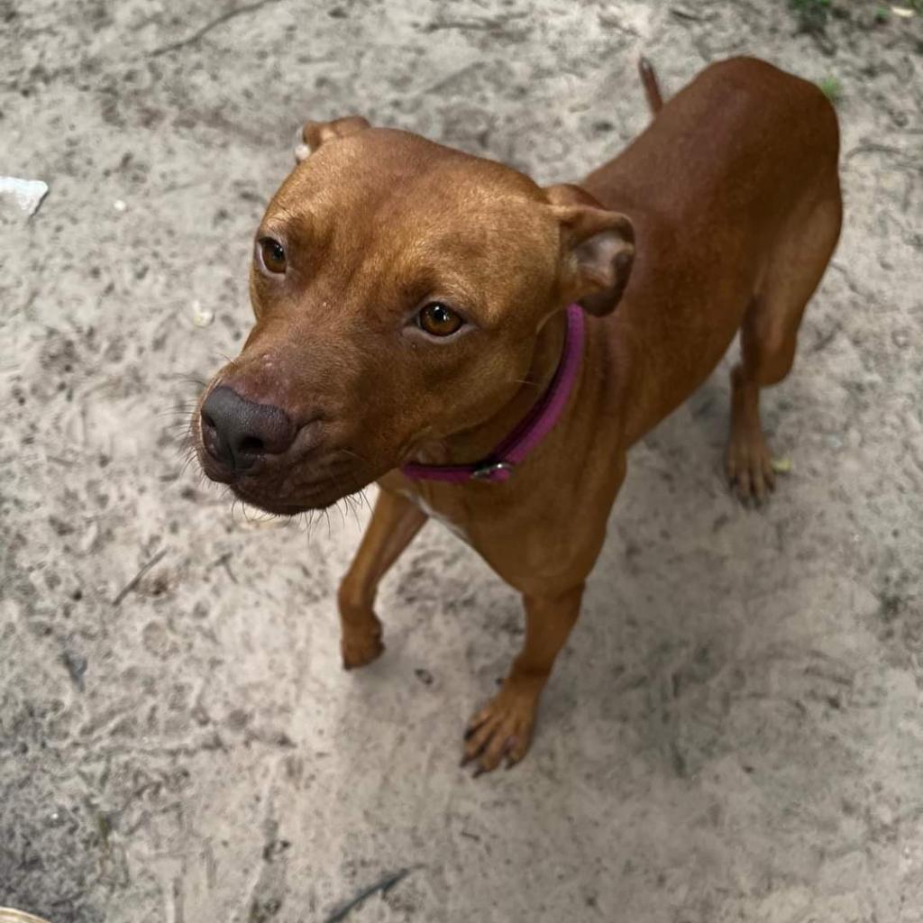 Ruby, a Adoptable mixed breed in Tomball, TX image 1/6