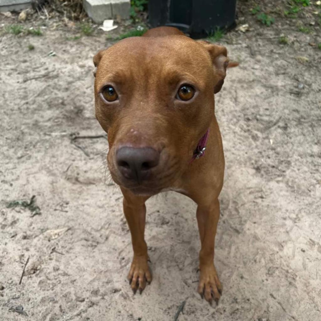 Ruby, a Adoptable mixed breed in Tomball, TX image 2/6