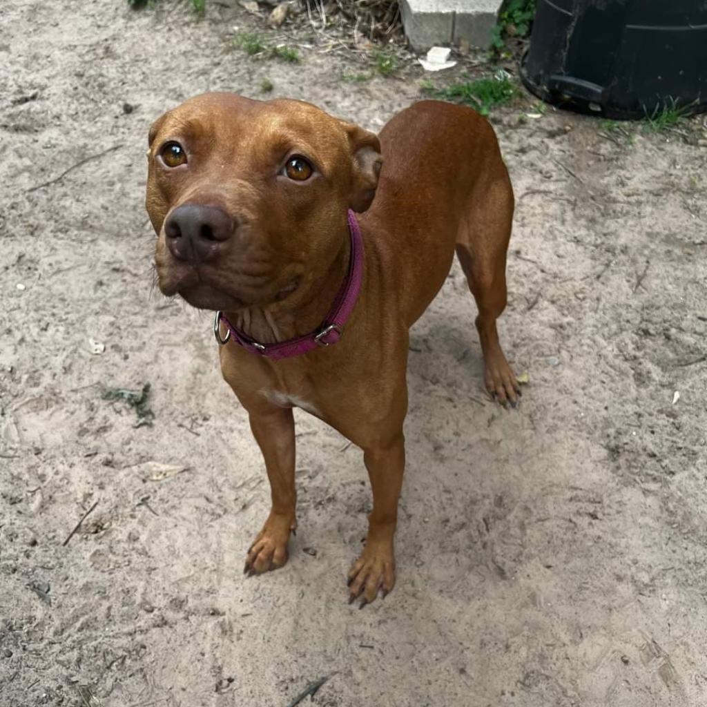 Ruby, a Adoptable mixed breed in Tomball, TX image 3/6