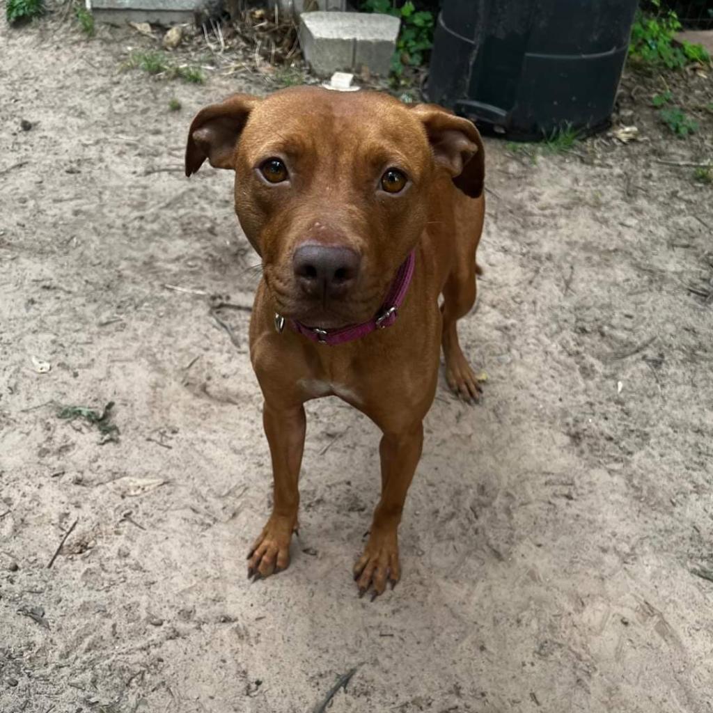 Ruby, a Adoptable mixed breed in Tomball, TX image 5/6