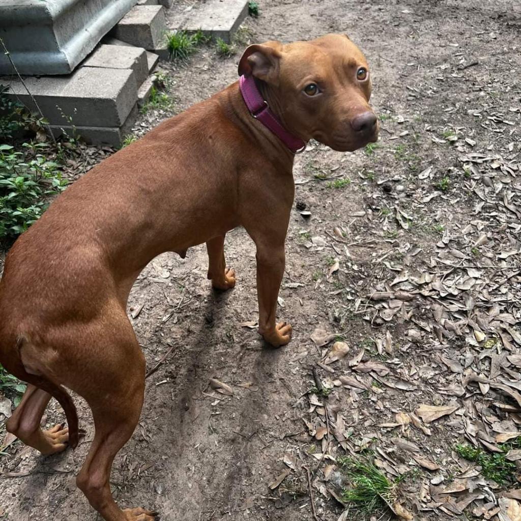 Ruby, a Adoptable mixed breed in Tomball, TX image 6/6