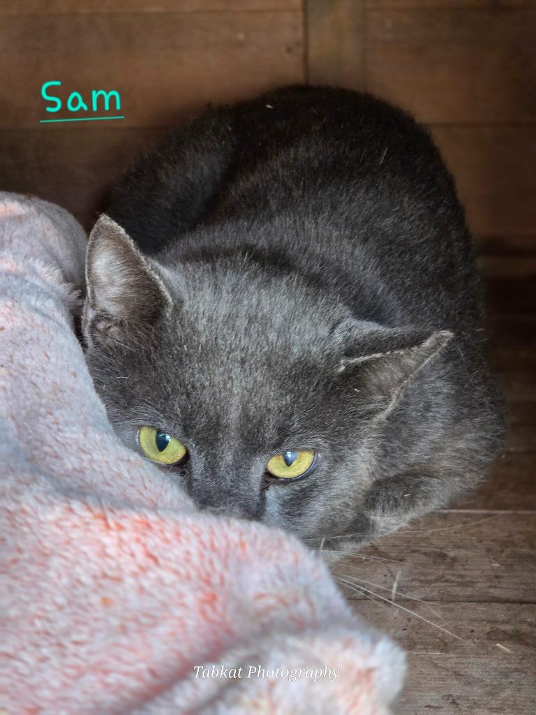 Sam, Adoptable, Adult Male Domestic Short Hair.