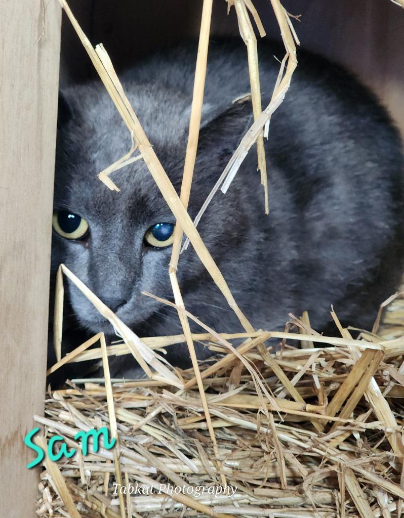 Sam, Adoptable, Adult Male Domestic Short Hair.