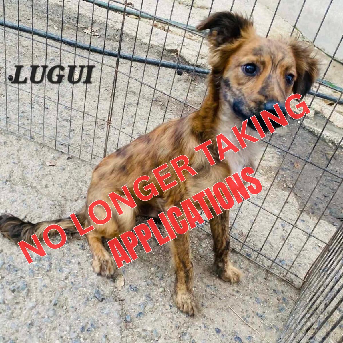 Enlarge Luigi, a ADOPTABLE mixed breed in Milford, NH image 1/6