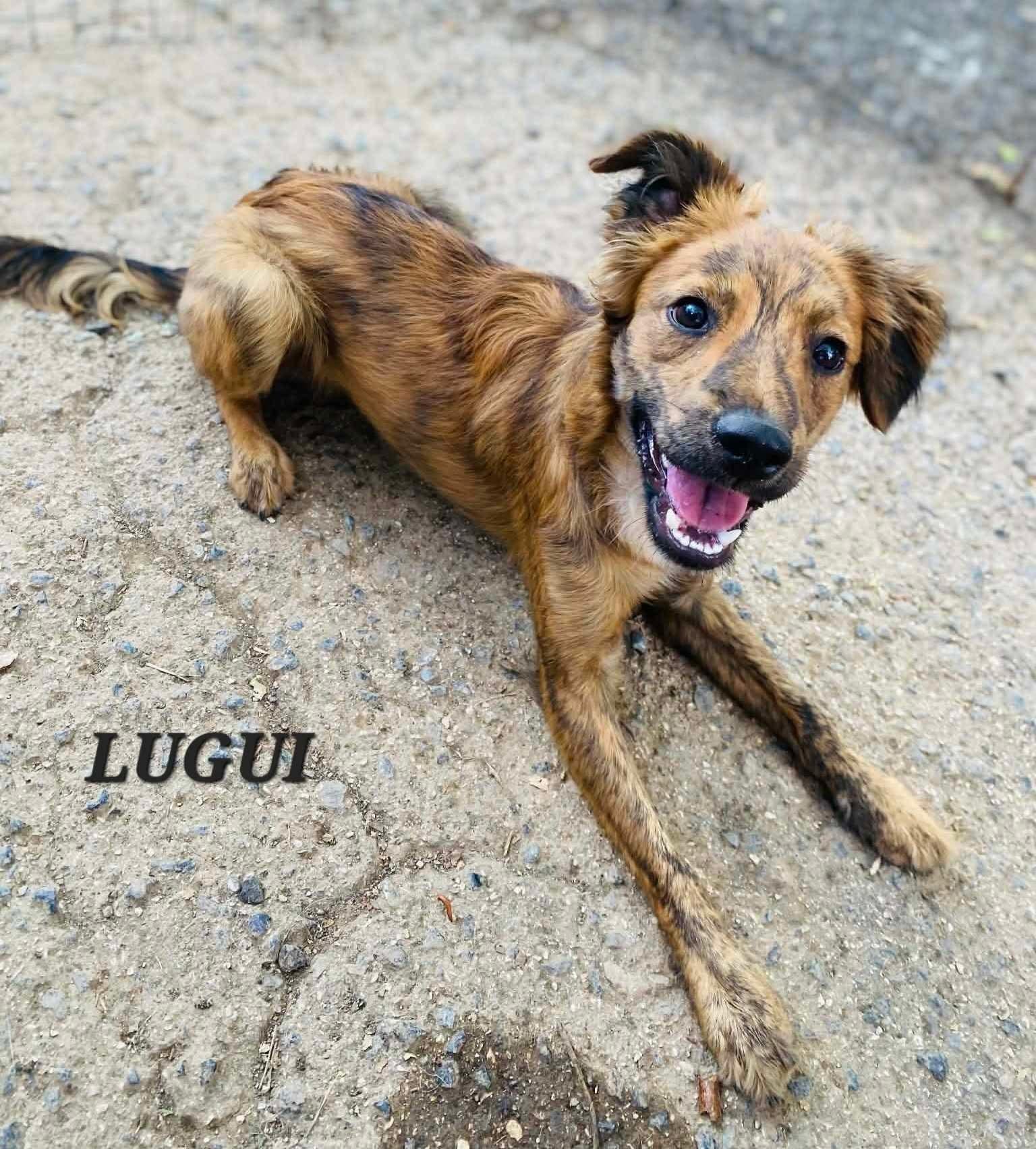 Enlarge Luigi, a ADOPTABLE mixed breed in Milford, NH image 6/6