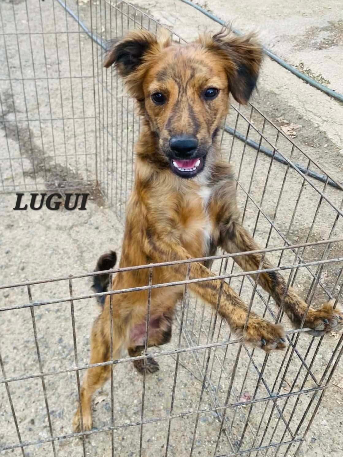 Enlarge Luigi, a ADOPTABLE mixed breed in Milford, NH image 5/6