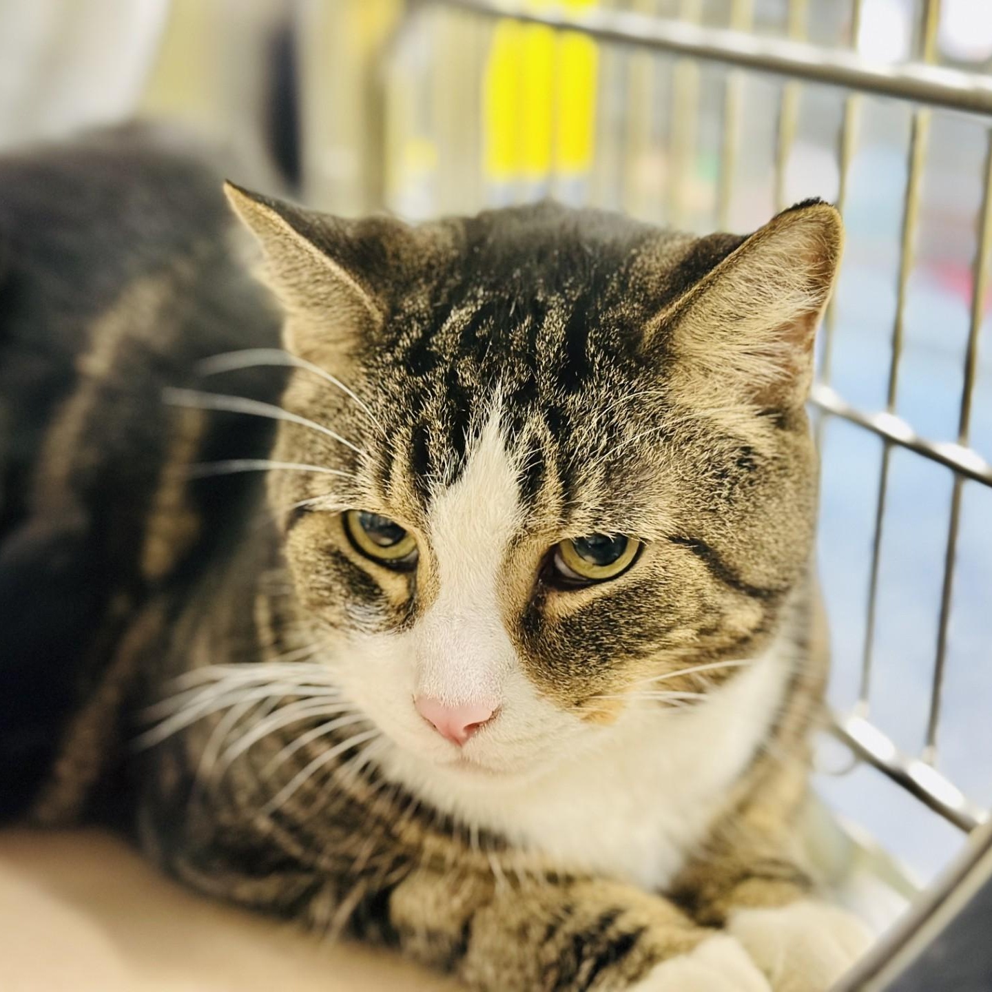 Sammy, a Adoptable Domestic Short Hair in Jackson, NJ image 2/3