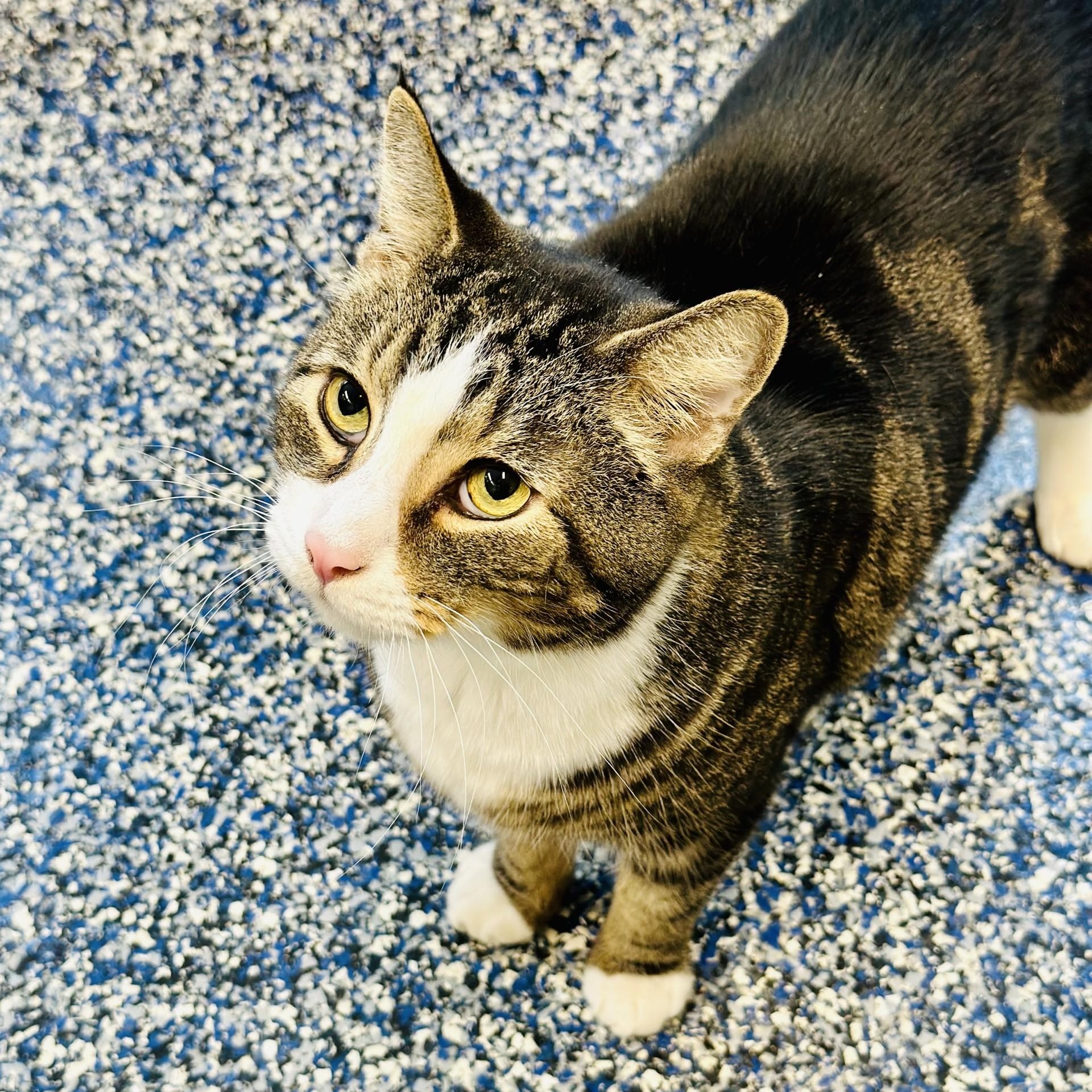 Sammy, a Adoptable Domestic Short Hair in Jackson, NJ image 3/3