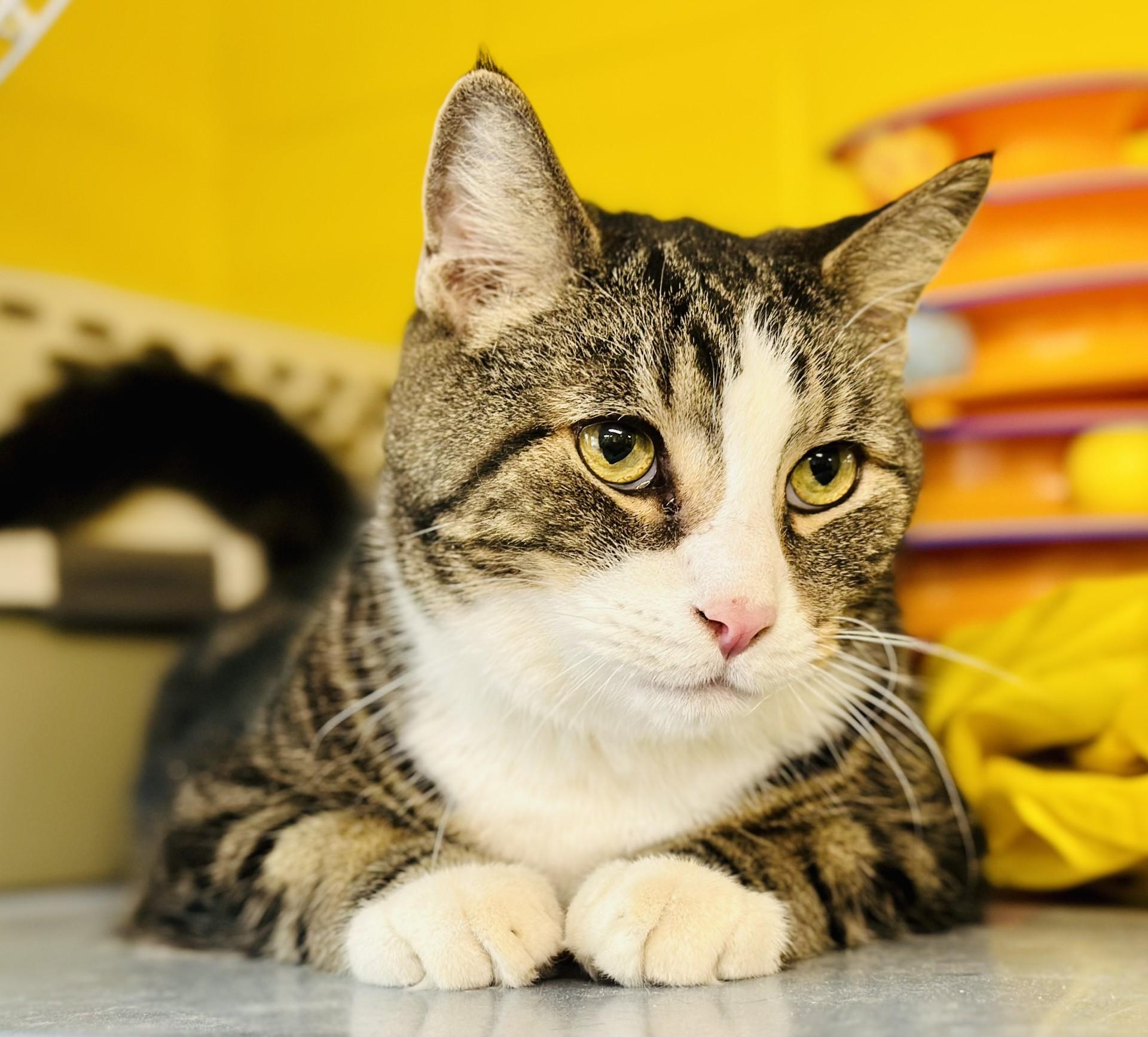 Sammy, Adoptable, Adult Male Domestic Short Hair.