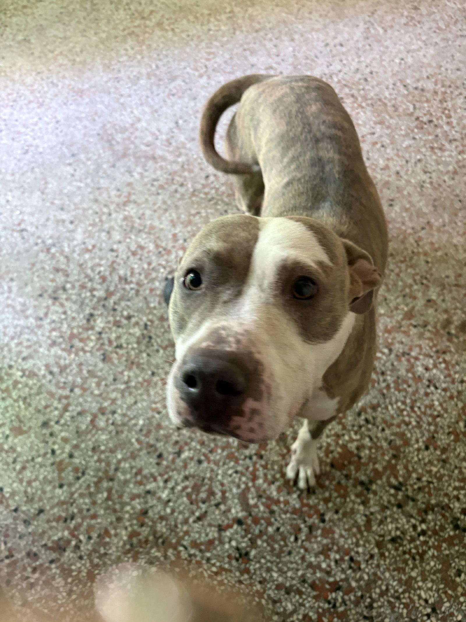 Rosetta - TRAING CAMP, Adoptable, Adult Female Labrador Retriever & Terrier.