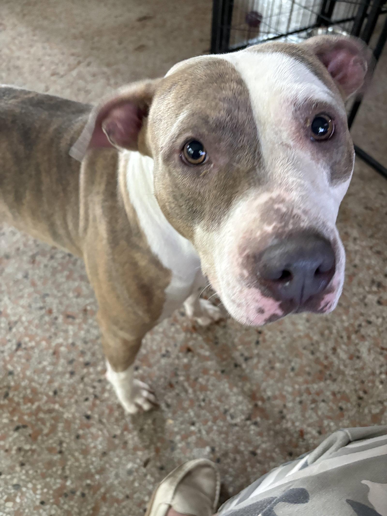 Enlarge Rosetta - TRAING CAMP, a Adoptable mixed breed in Sanford, FL image 2/3