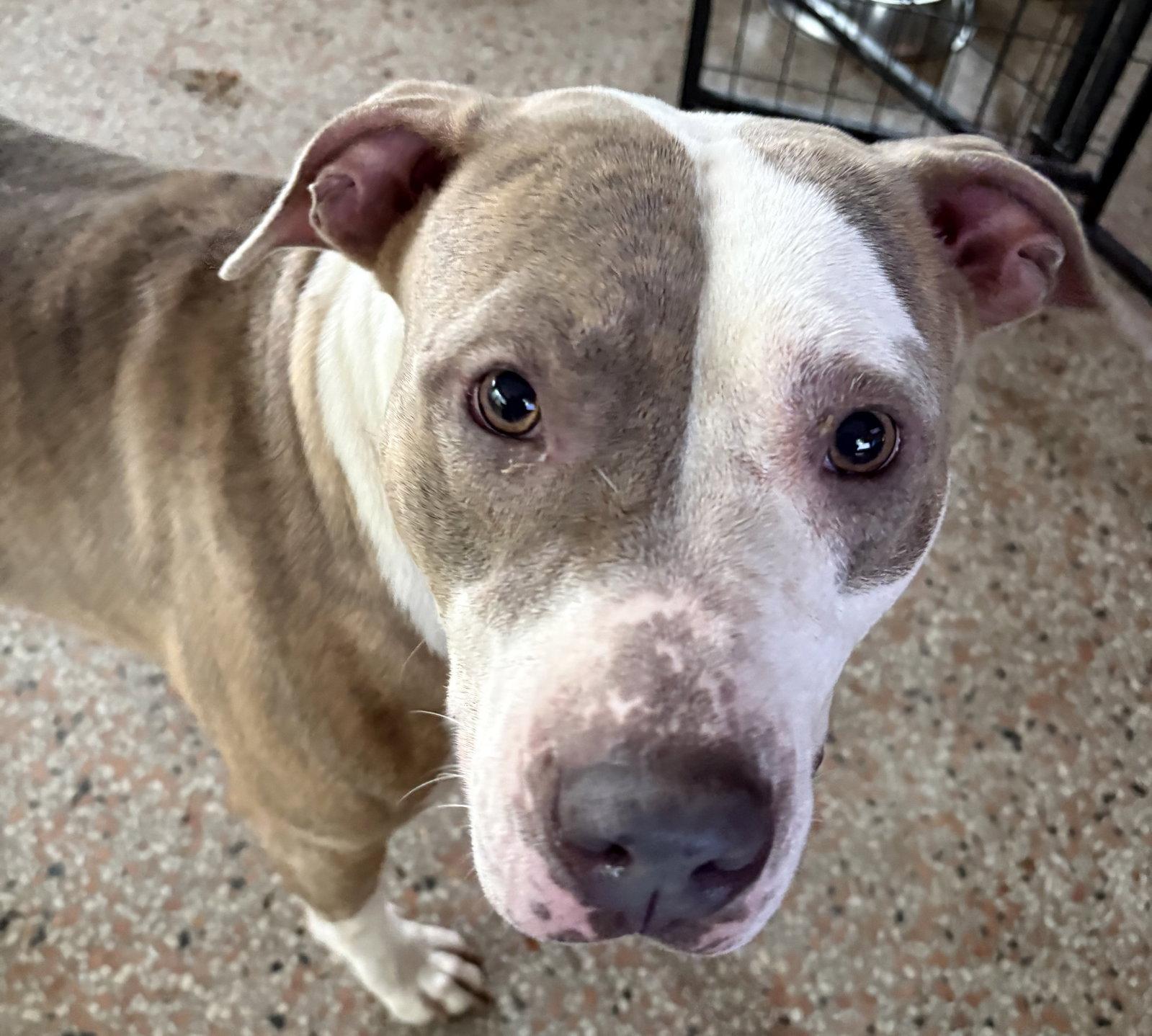 Enlarge Rosetta - TRAING CAMP, a Adoptable mixed breed in Sanford, FL image 3/3