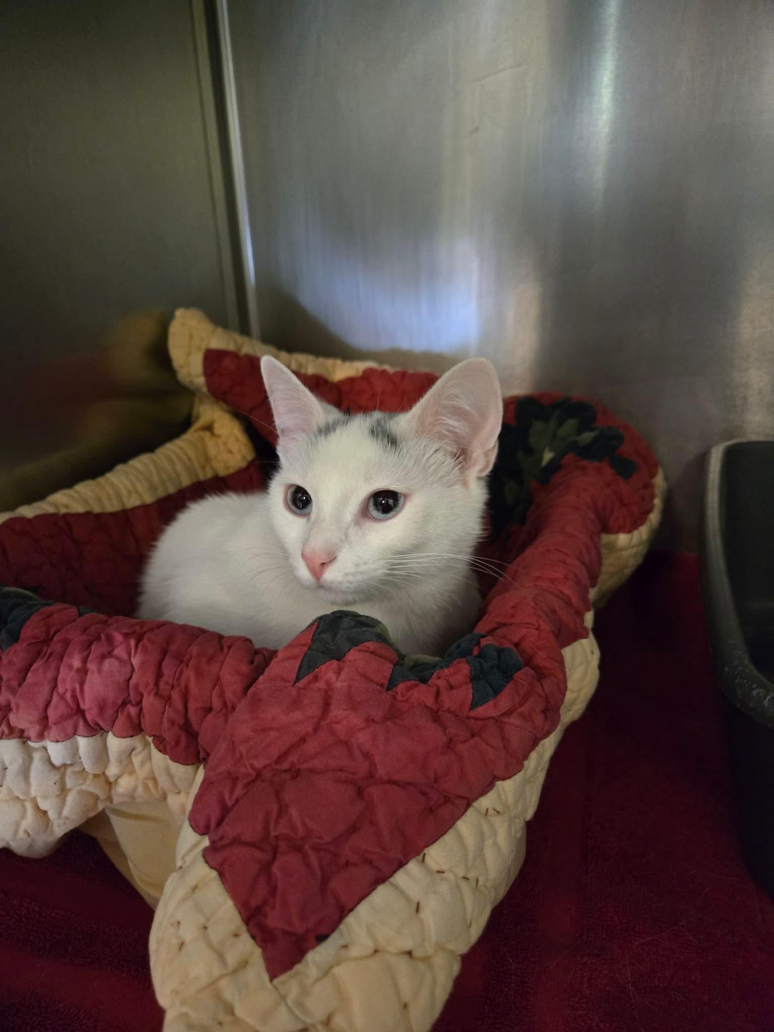 Marbles, adopted, Adult Female Domestic Short Hair.