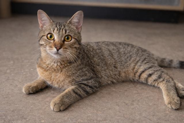 Enlarge Leon, an adopted Tabby in Los Angeles, CA image 4/5