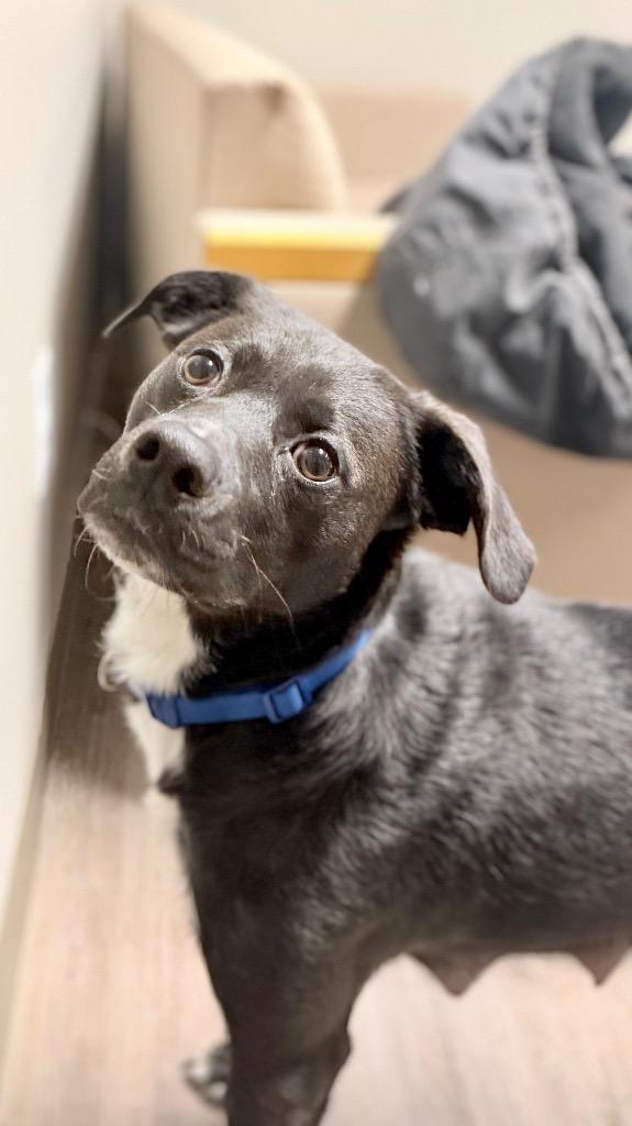 Enlarge Martha-Mae, a Adoptable mixed breed in Muskegon, MI image 3/3