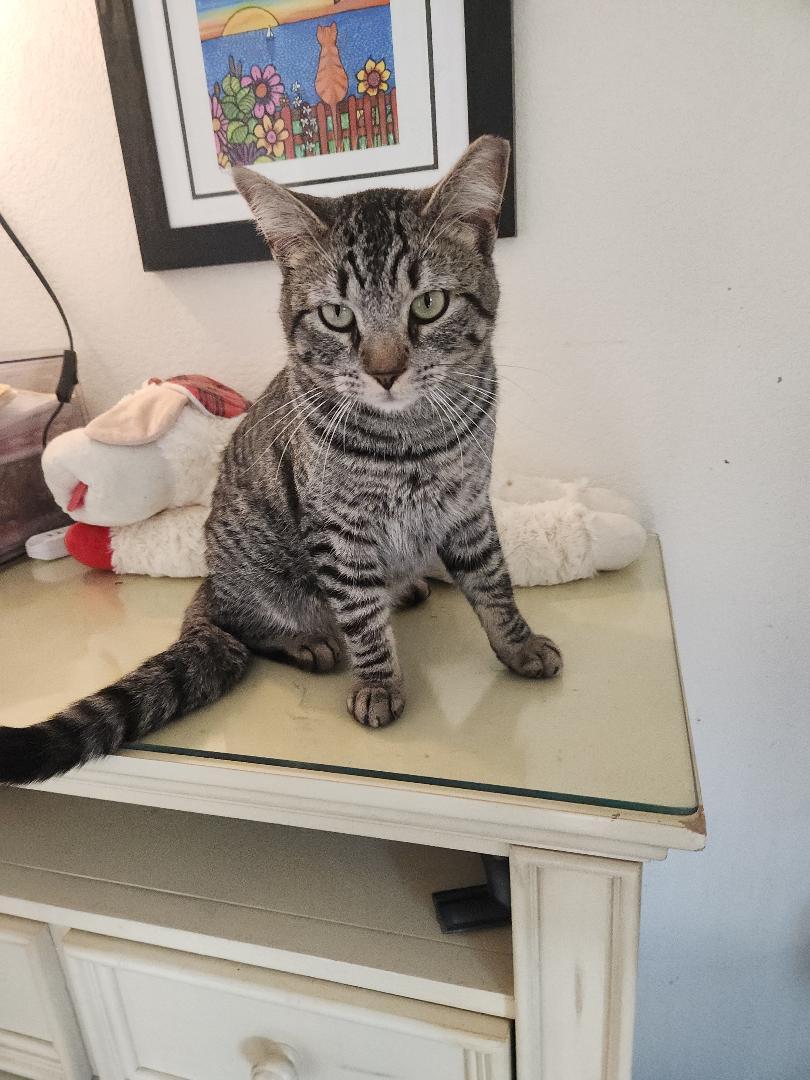 Bobby, ADOPTABLE, Young Male Tabby.