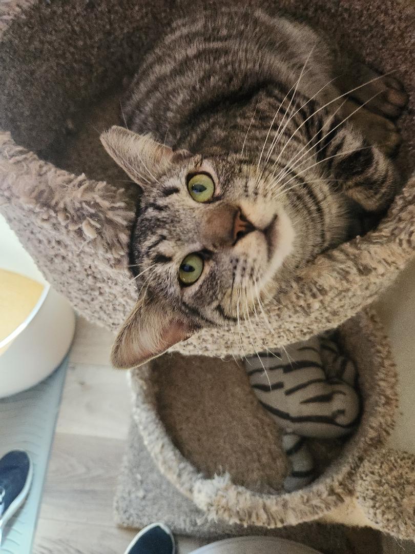 Bobby, a ADOPTABLE Tabby in Westminster, CA image 2/2