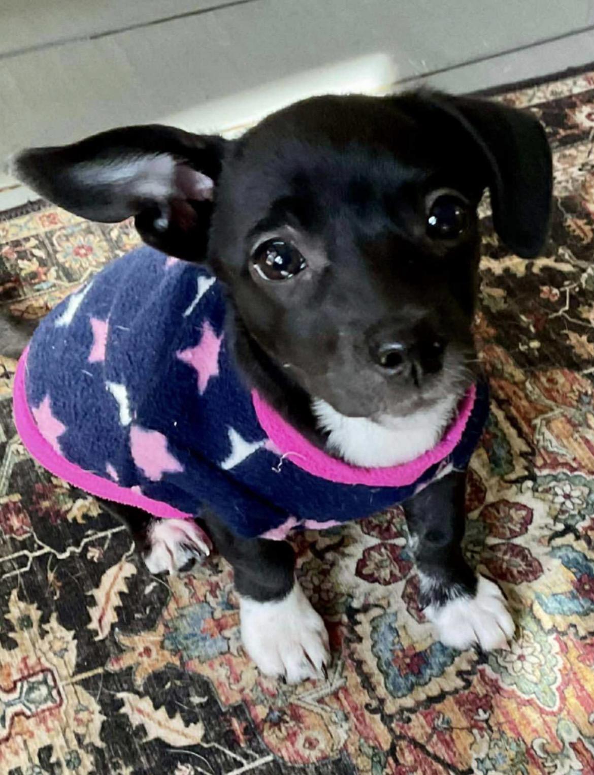 Enlarge Mindi, a ADOPTABLE mixed breed in conroe, TX image 4/4