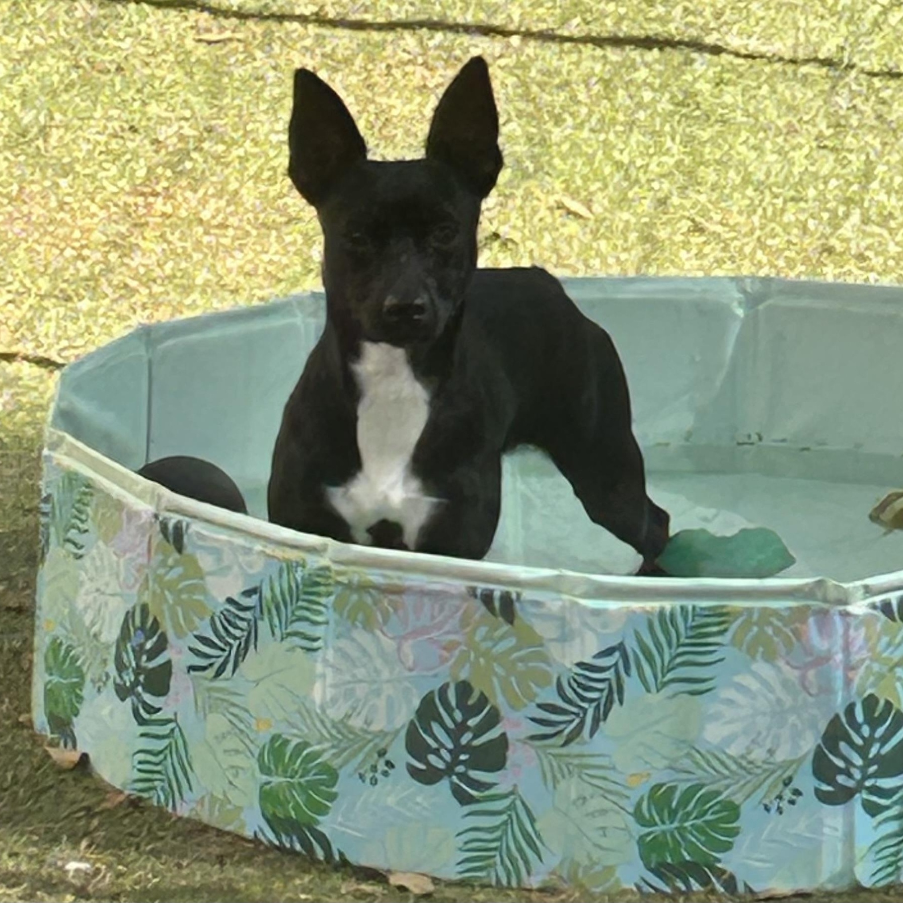 Enlarge Mindi, a ADOPTABLE mixed breed in conroe, TX image 3/4