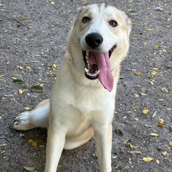 Scout, Adoptable, Adult Male Shepherd & Husky.