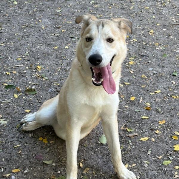 Enlarge Scout, a Adoptable mixed breed in San Antonio, TX image 2/6
