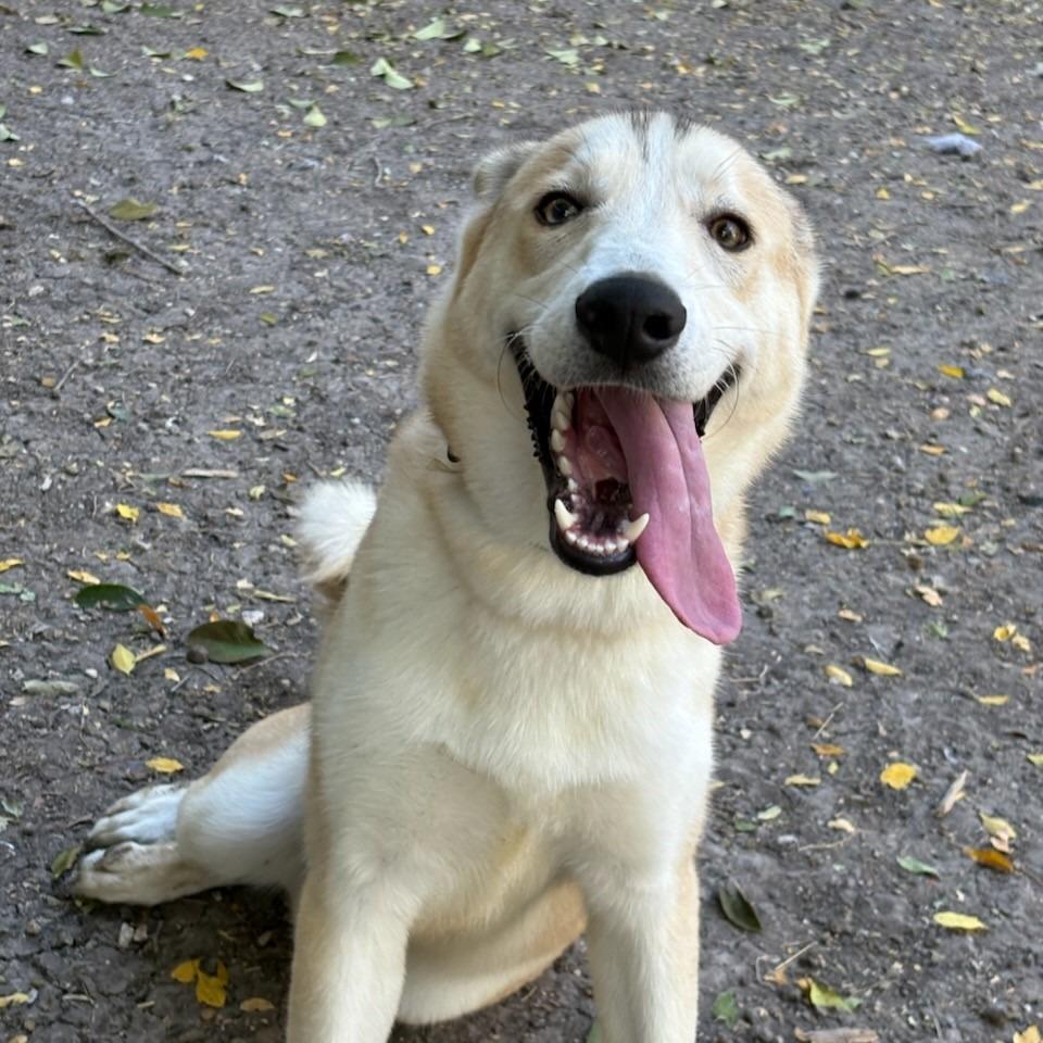 Enlarge Scout, a Adoptable mixed breed in San Antonio, TX image 3/6