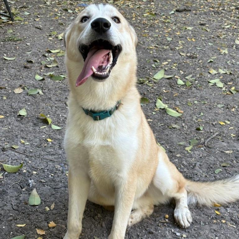 Enlarge Scout, a Adoptable mixed breed in San Antonio, TX image 4/6