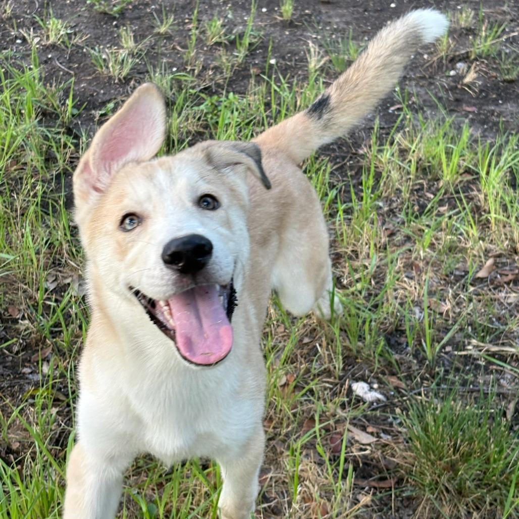 Enlarge Scout, a Adoptable mixed breed in San Antonio, TX image 5/6