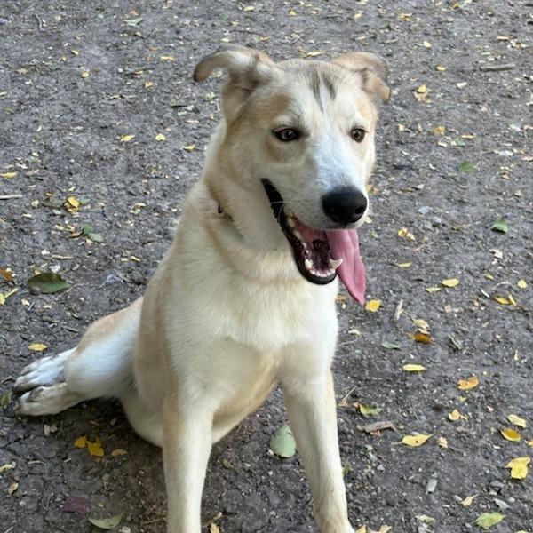 Enlarge Scout, a Adoptable mixed breed in San Antonio, TX image 6/6